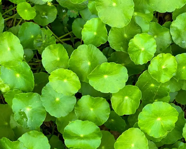 Gotu Kola Extract