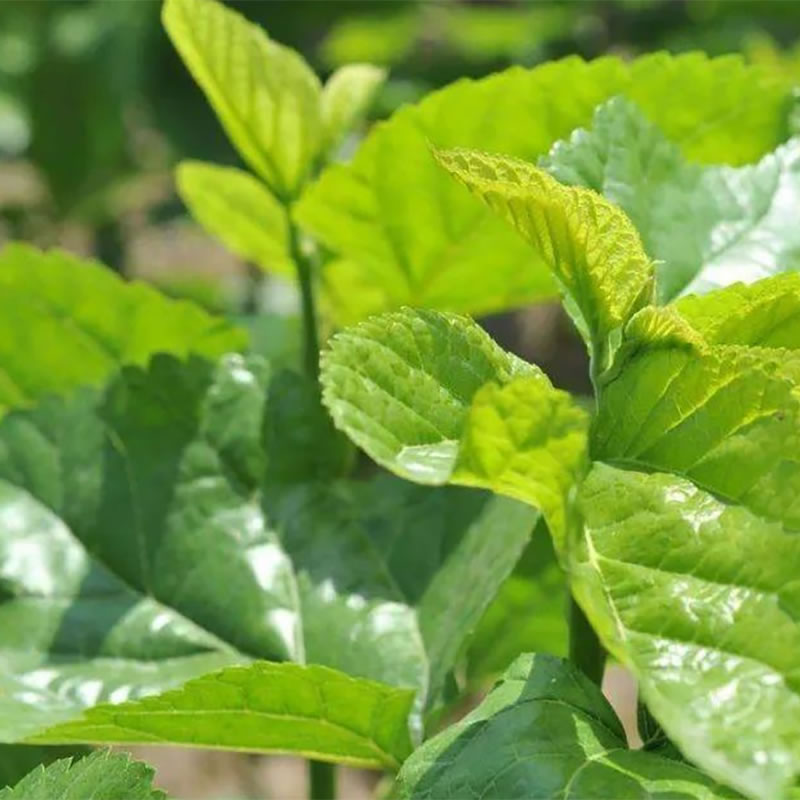 Morus Alba Leaf Extract Powder
