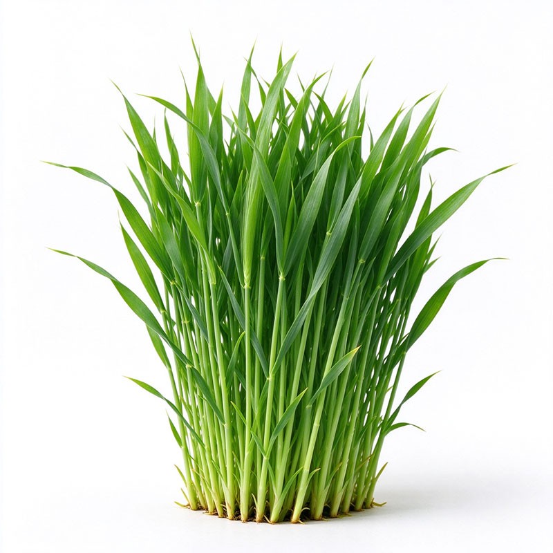 Young Barling Shoot Powder (Hordeum vulgare L.)