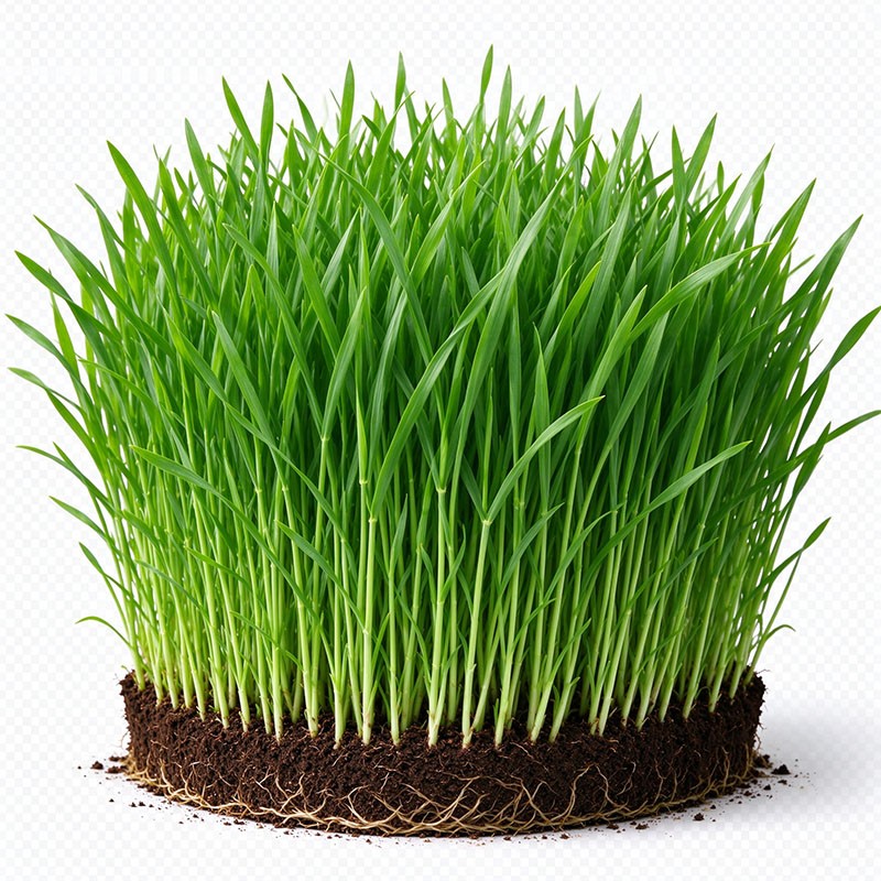 Young Wheat Shoot Powder (Triticum aestivum L.)